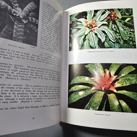 "Bromeliads in Color and Their Culture" Victoria Padilla 1966 - Picture 14 of 14